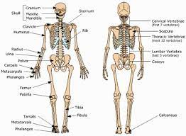 All About The Skeletal System Cea1 Com Human Body Anatomy Ossos Do Esqueleto Humano Ossos Do Corpo Humano Anatomia Do Corpo Humano