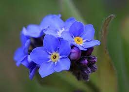 Di cosa parla questa canzone? Significato Dei Fiori Il Non Ti Scordar Di Me Pollicegreen