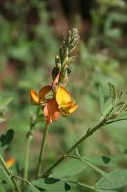 Image result for Crotalaria pallidicaulis