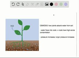Maybe you would like to learn more about one of these? Osmosis In Plant Cellsplant Elodeaa Photo Of Cells In 0 Solution B Photo Of Cells In 3 Solution C Photo Of Cel