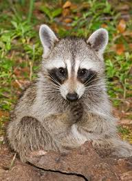 Check spelling or type a new query. Raccoons Washing Food Keyword Search Science Photo Library