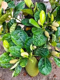 Image result for Artocarpus heterophyllus