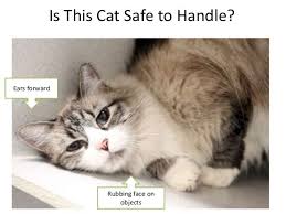Safe Animal Handling Part 4 Animals Cat Safe Cats