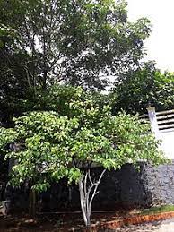 Plant star fruit trees at least 30 feet from other trees and structures to give the roots plenty of room to spread and allow. Carambola Wikipedia