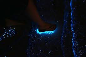 Book direct on our website. See The Beach Light Up Blue In The Maldives Amazingplaces Com