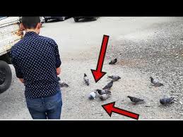 Yabanilerin Arasindan Kacak Pacali Guvercin Yakalama Vol3 Youtube