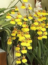 What kind of fertilizer to use on dancing lady orchid? Oncidium Dancing Lady Orchids à¤'à¤° à¤• à¤¡ In Rishi Road Darjeeling Bn Pradhan Nursery Id 3924643791