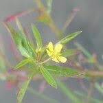 Image result for Ludwigia leptocarpa