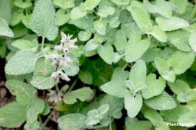 You'll want to plant it in an area where your cats can roll in it without damaging neighboring plants. Catnip Plant Nepeta Cataria How To Grow And Care Plantopedia