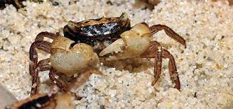 Marble Crabs Metasesarma Obesum Tropical Fish Hobbyist Magazine