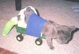 How tall do pvc pipes have to be to make cat wheelchair? Cat Home Made Cart Mimosa