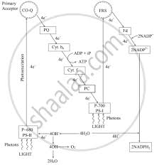 The thylakoid membrane contains some integral membrane protein complexes that catalyze the light reactions. Answer The Following Question Describe The Light Dependent Steps Of Photosynthesis How Are They Linked To The Dark Reactions Biology Shaalaa Com
