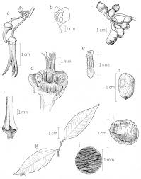 Image result for Xylopia lukei