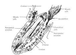 Image result for Parapodium
