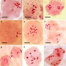 Image result for Corchorus pseudocapsularis