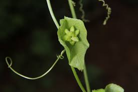 Image result for Sicyos