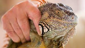 Wherever you see a hole, fill it. In South Florida Green Iguanas Spread Into Suburban Scourge