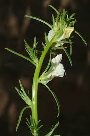 Image result for Misopates