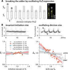 The control of body temperature is an example of a negative feedback mechanism. Mechanistic Origin Of Cell Size Control And Homeostasis In Bacteria Biorxiv
