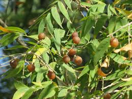 Image result for Sapindus