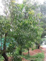 Image result for Acacia auriculiformis