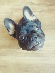 So if you are lucky enough to own such a wonderful dog, you want to ensure that you are keeping one of the biggest concerns with owning a french bulldog is maintaining an ideal weight. French Bulldog Feeding Guide What You Should Know Our Frenchie