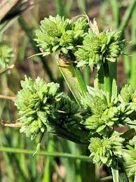 Image result for Cyperus difformis