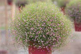 Feed your plant with fertilizer once every two weeks. How To Grow Baby S Breath Gypsophila Gardener S Path