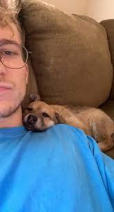 2 yellow lab mix puppies 4 adoption to new home (raleigh). Dog Thieves Are Capitalizing On The Demand For Pandemic Pets Time