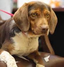 Adopt Diesel On Petfinder Adoptable Beagle Beagle Dog Pets