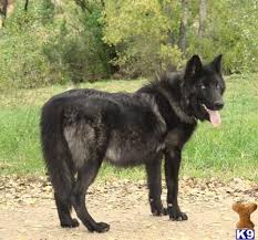 Wolf Dog Puppy For Sale Now Accepting Deposits For Our Black Phase Black C 8 Weeks Old Wolf Dog Wolf Dog Puppy Dogs And Puppies