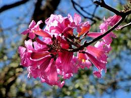 Image result for Handroanthus sp. near impetiginosus