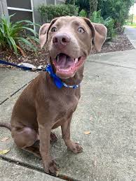 The weimaraner lab mix is also often known as the weimador or labmaraner! My Weimaraner And Lab Mix Weimaraner