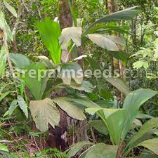 Image result for Caloncoba welwitschii