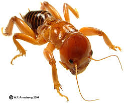 Cave crickets even consume their own body parts in order to survive. Arthropods 9