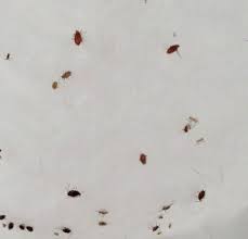 cupboard mites seo2seo com tiny bugs in