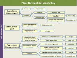 Six Steps To Identifying Nutrient Deficiencies In Ornamental