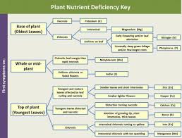 six steps to identifying nutrient deficiencies in ornamental