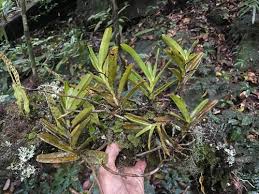 Image result for Jumellea usambarensis