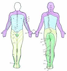 All of these muscle charts look amazing. Low Back And Leg Pain Is Lumbar Radiculopathy