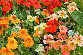 Image result for Nasturtium