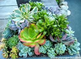 From clothing to kitchen accessories to actual plants, our prickly little friends are popping up everywhere. 11 Succulent Gifts Your Succulent Obsessed Friends
