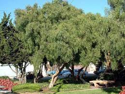 I Love The Shape Texture Smell And Drought Tolerance Of California Pepper Trees Drought Tolerant Garden Drought Tolerant Landscape Pepper Tree
