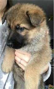 Check spelling or type a new query. All Tan German Shepherd Puppy Off 78 Www Usushimd Com