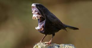 How to draw a tongue in a mouth animal. Big Mouth Birds My Newest Series Of Hybrid Animals Bored Panda