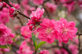 Honey bee on flower peach blossom, spring season. Prunus Persica Bonanza Peach