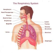 Oxygen Air Living On This Earth Respiratory System Human Body Systems Respiratory System Anatomy