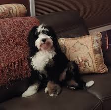 Bernedoodle puppies immediately available pa. Mini Bernedoodle Puppies In Pennsylvania And New Jersey Posts Facebook