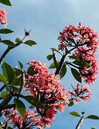 Obituary information for Marie Van Fossen Hevener