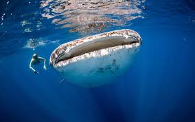 The cookie cutter shark (isistius brasiliensis) is as fearless as they come! These Hair Raising Ocean Photos Could Give You Thalassophobia The Shutterstock Blog